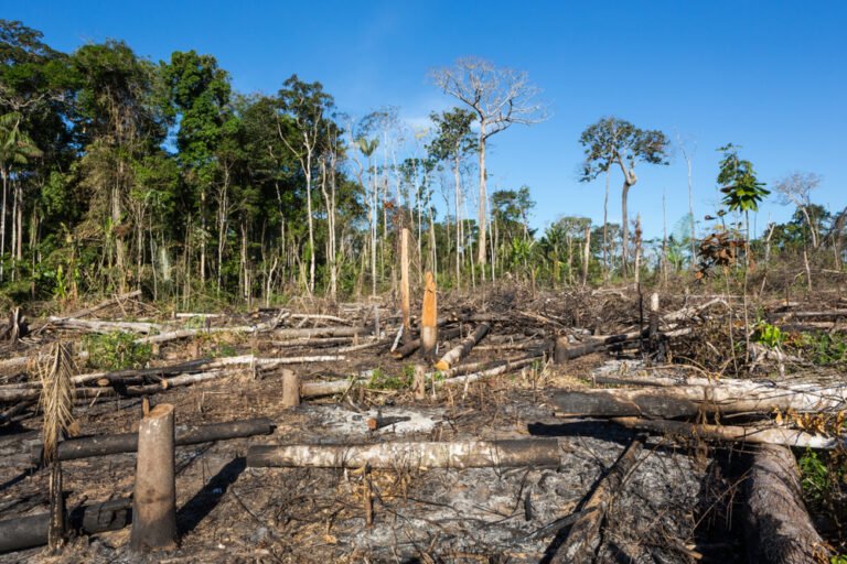 Amazônia Legal registra recorde de desmatamento em janeiro de 2022