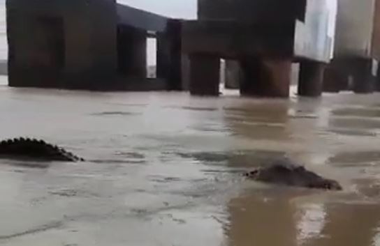 Pescadores registram imagem de um animal gigante (Foto: Reprodução)