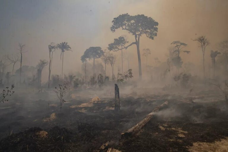 Desmatamento na Amazônia Legal em fevereiro é o maior da série histórica para o mês
