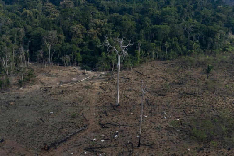 Amazônia perdeu 2 mil campos de futebol por dia em 2022, segundo instituto