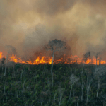 fiscaliza-news-incendios-amazonia.jpg