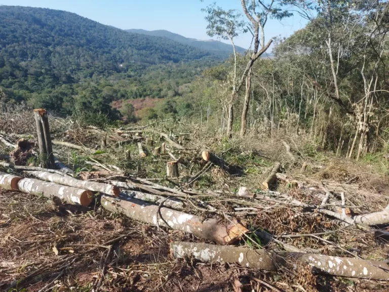 Europa proíbe venda de produtos saídos de área  de desmatamento