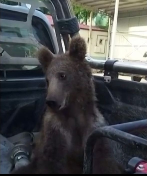 VEJA VÍDEO: Urso é resgatado após comer mel alucinógeno