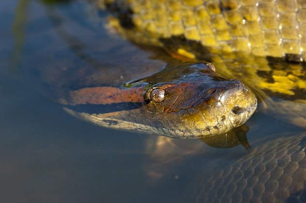 Cinco espécies de cobras amazônicas para te dar pesadelo