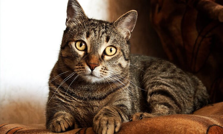 Foto de gato - gatos