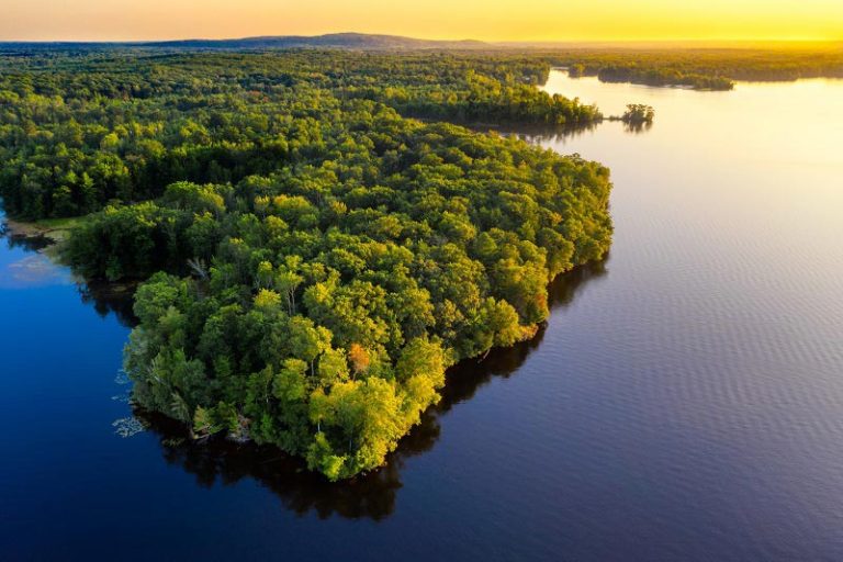 Conheça 5 curiosidades sobre as riquezas da Amazônia