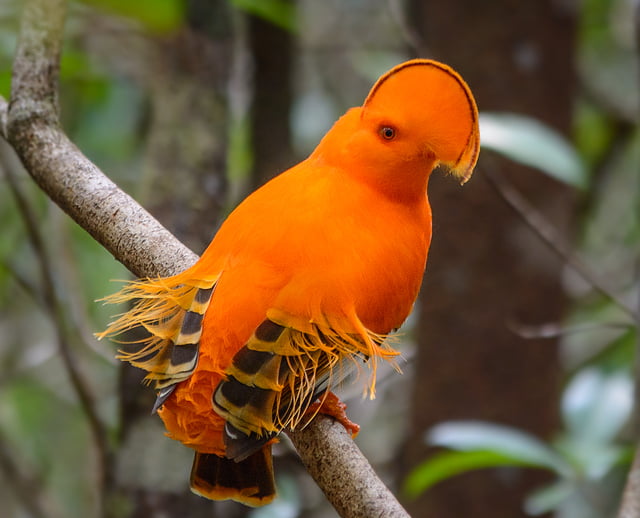 Fauna da Amazônia: conheça o belíssimo Galo da Serra