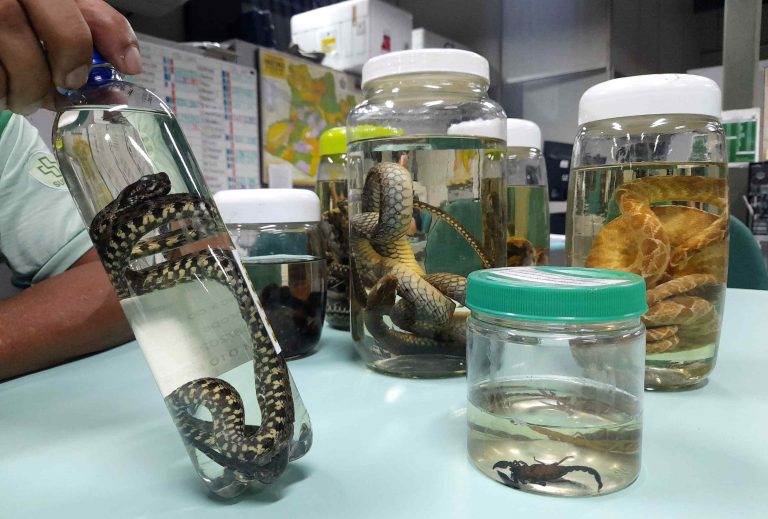 Casos de acidentes por animais peçonhentos reduz no Amazonas
