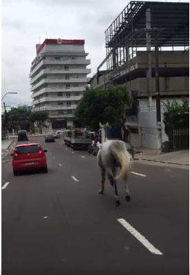 Veja Vídeo: cavalo é flagrado galopando na avenida Mário Ypiranga