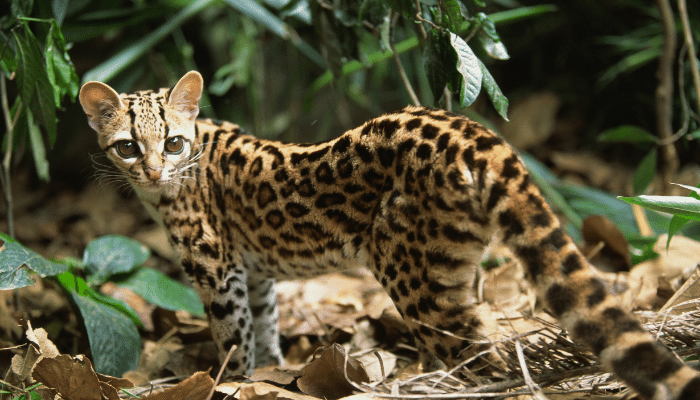 Conheça o gato maracajá que está em risco de extinção