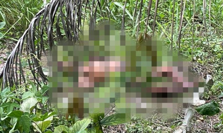 Corpo é encontrado em área de mata no Puraquequara