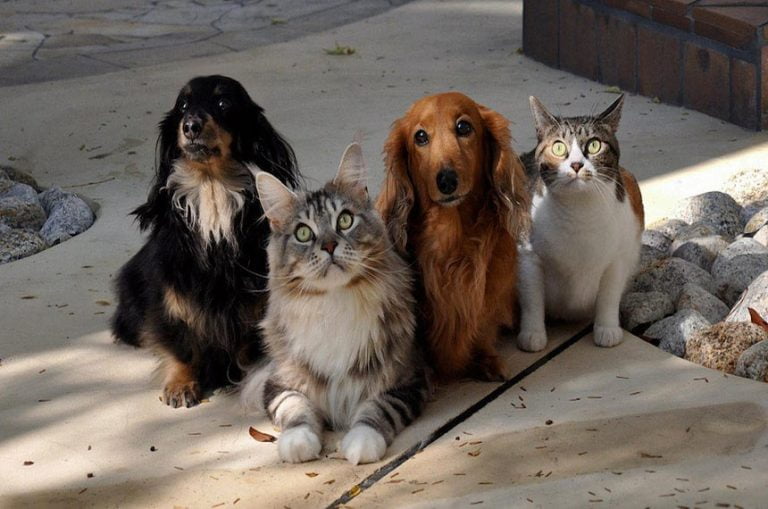 Ministério do Meio Ambiente retoma pesquisa sobre políticas de proteção a cães e gatos Ministério do Meio Ambiente retoma pesquisa sobre políticas de proteção a cães e gatos