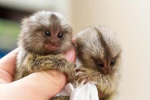 Sagui-pigmeu, o menor macaco do mundo vive na Amazônia