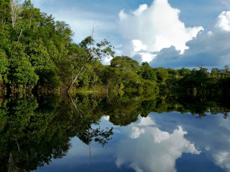 STF determina reativação do Fundo Amazônia