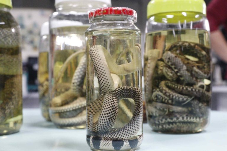 Acidentes ofídicos foram mais de dois mil neste ano
