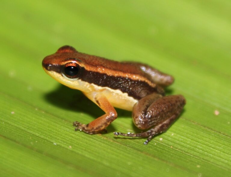 Pesquisa identifica duas novas espécies de sapos no Amazonas