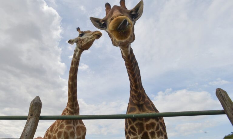 PF indicia 4 por crimes associados à importação de 18 girafas