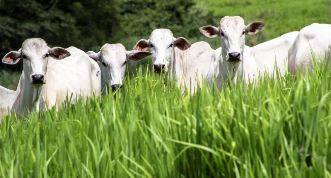 Parintins sediará Congresso de Produção Animal este mês