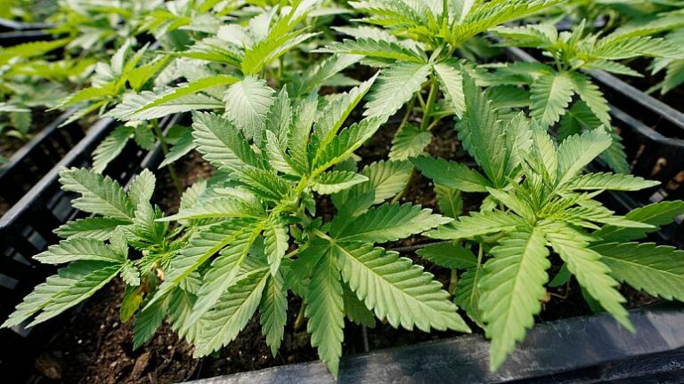 Alemanha retarda o processo de liberação do uso de maconha
