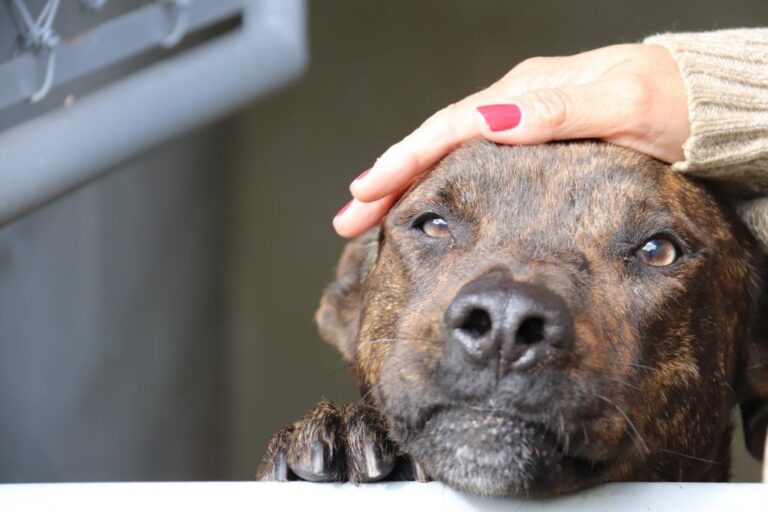 Cuidado com os animais será ensinado nas escolas da rede pública
