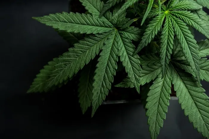 Juiz autoriza homem a plantar maconha em casa