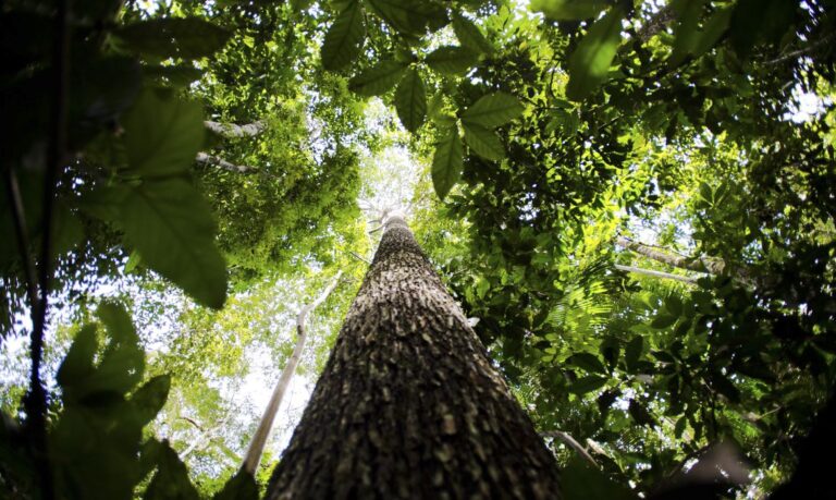 Plano de controle de desmatamento na Amazônia recebe contribuições