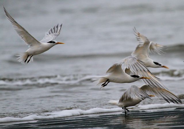 Brasil confirma dois casos de gripe aviária em aves silvestres