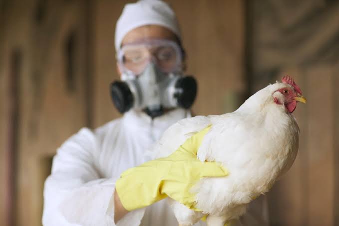 Ministério da Saúde descarta suspeita de gripe aviária no ES