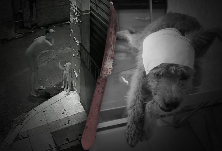 VÍDEO: Mulher tenta matar cachorro a facadas na zona sul de Manaus
