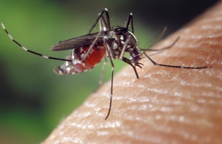 Dengue no Brasil: Ministério da Saúde contabiliza 217 mil casos e 15 mortes em 2024