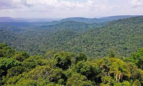 Reino Unido anuncia R$ 12 milhões para monitorar CO2 na Amazônia
