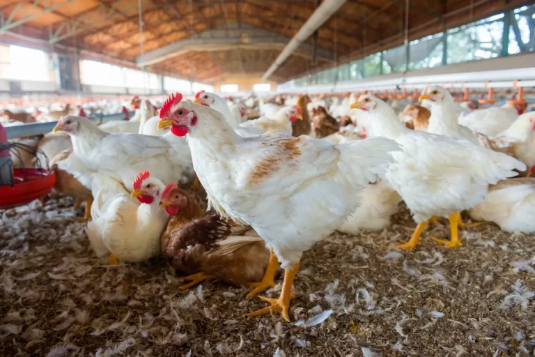 gripe aviária - frango, galinha, aves
