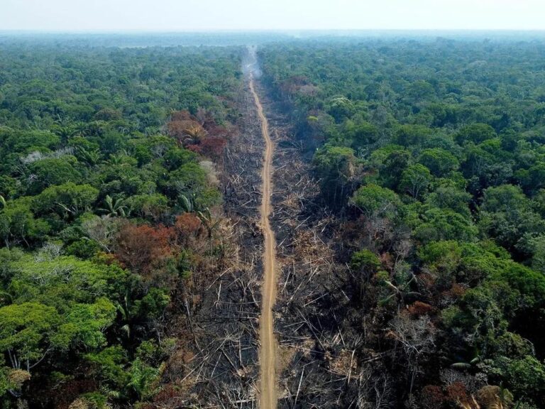 Desmatamento na Amazônia registra queda de 67,9% em abril