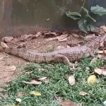 rede-onda-digital-jacare-ponta-negra