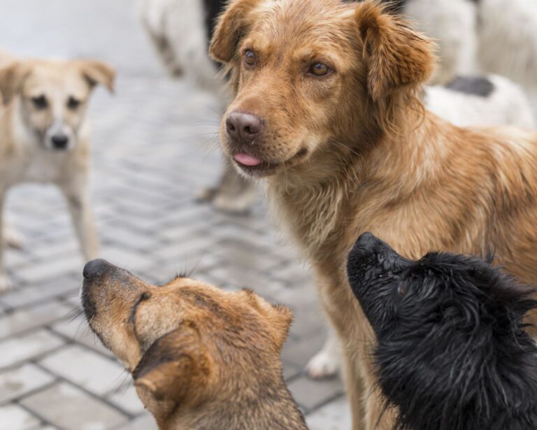 No AM, casal se separa e destino de cães é decidido na Justiça