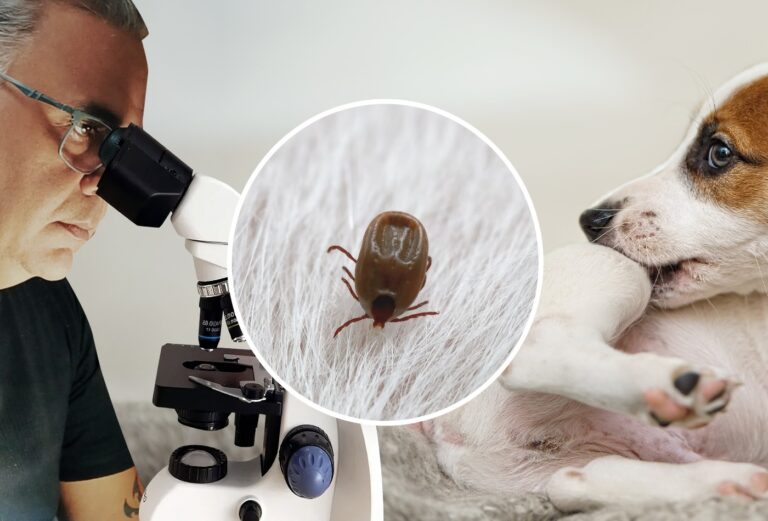 EXCLUSIVO: No AM, biólogo explica diferença de carrapatos que infecta animais e humanos