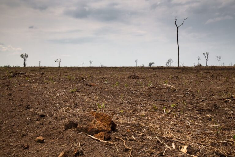 Desmatamento no Brasil cresceu 22% no ano passado