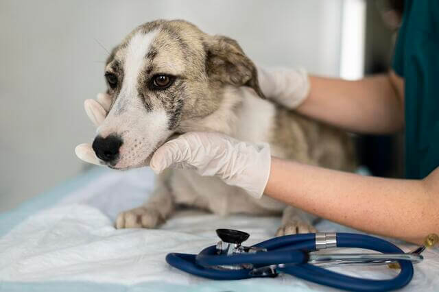 Projeto na CMM prevê a criação de SAMU para atender a animais vítimas de maus tratos
