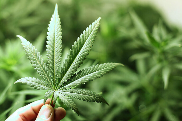 STJ autoriza paciente a cultivar 354 pés de cannabis para tratar ansiedade  