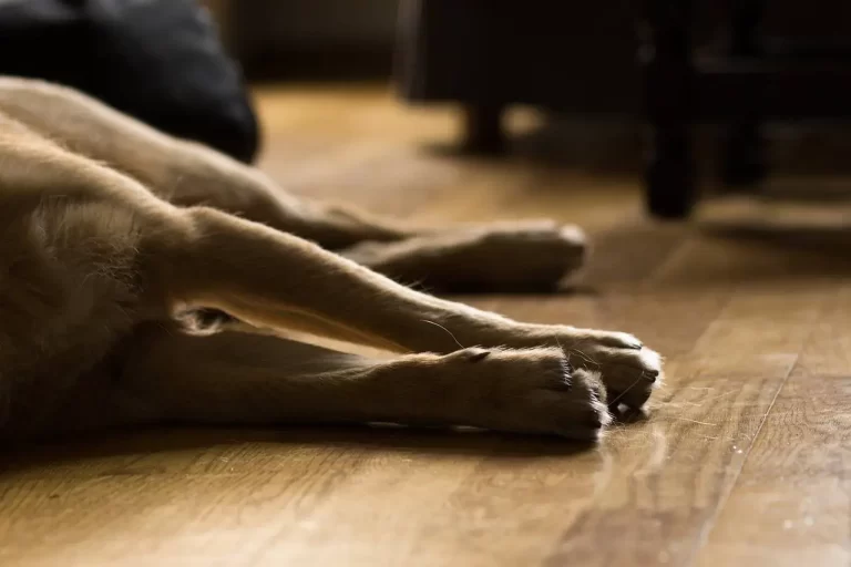 Casal é preso em flagrante suspeito de matar e comer cachorro em Sergipe