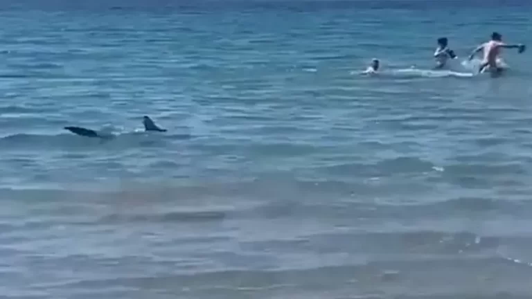 VÍDEO: Banhistas se desesperam com tubarão perto de idosa