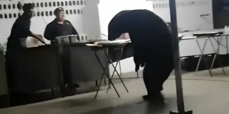 VÍDEO: Urso-negro invade evento atrás de comida e cena viraliza