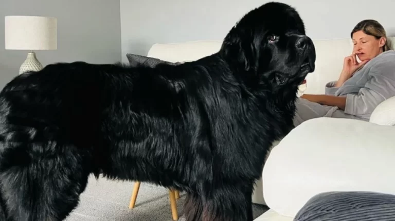VÍDEO: Família gasta R$ 28 mil por ano com cão de 70 Kg