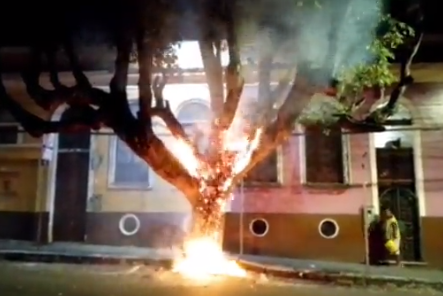 VÍDEO: árvore centenária é incendiada no centro de Manaus