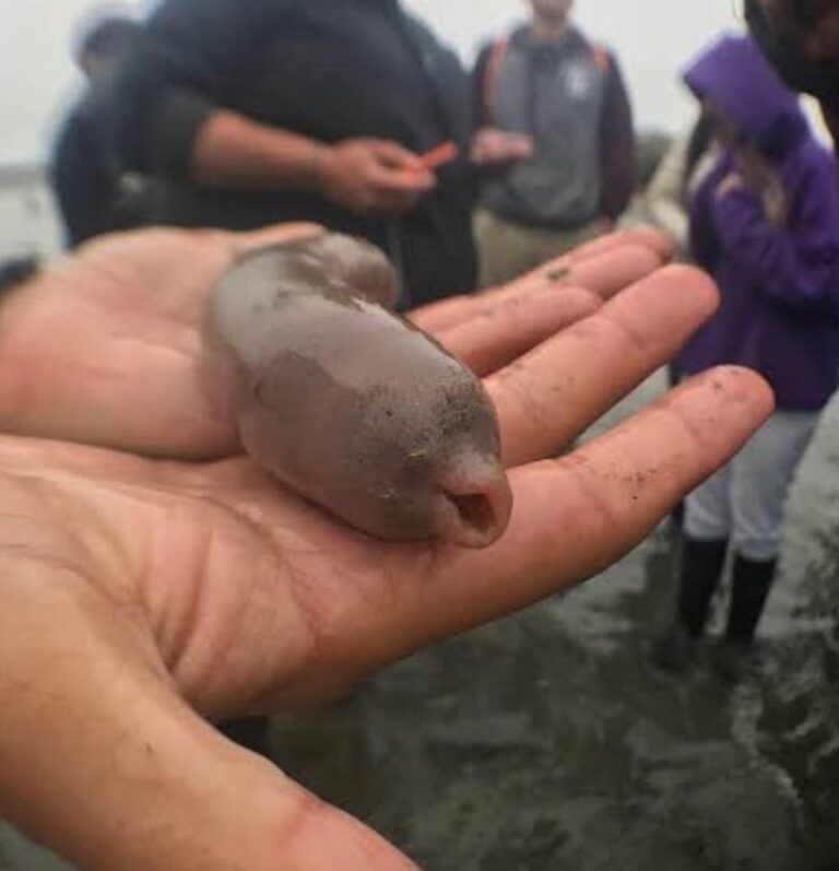 ‘Peixes-pênis’ aparecem em praia na Argentina e surpreendem moradores 