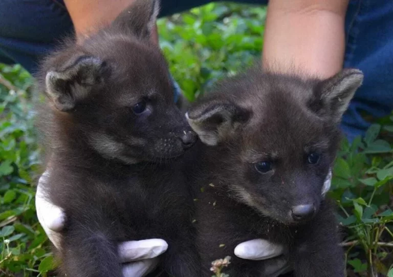 VÍDEO: Parque celebra nascimento de filhotes de lobo-guará ameaçados de extinção