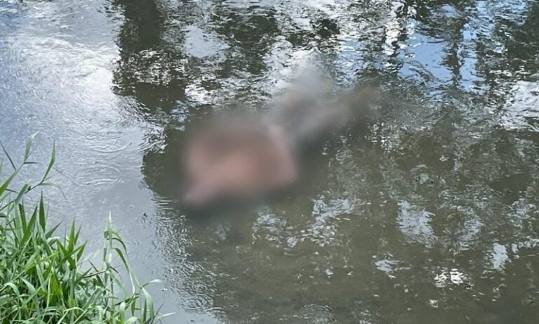 VÍDEO: Corpo de homem é encontrado “boiando” em igarapé em circunstâncias misteriosas VÍDEO: Corpo de homem é encontrado “boiando” em igarapé em circunstâncias misteriosas