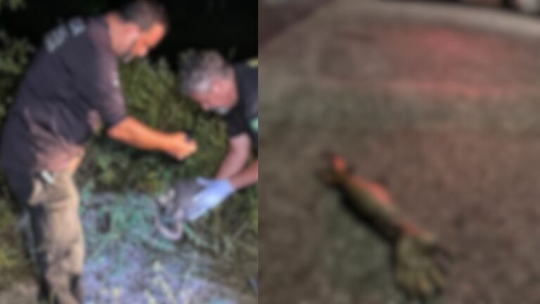 Cachorro encontra partes de corpo humano em área de mata, em Manaus