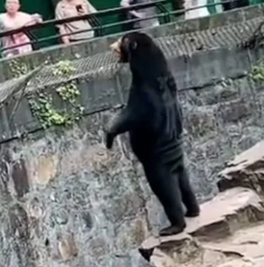 VÍDEO: na China, zoológico nega que urso seja homem fantasiado
