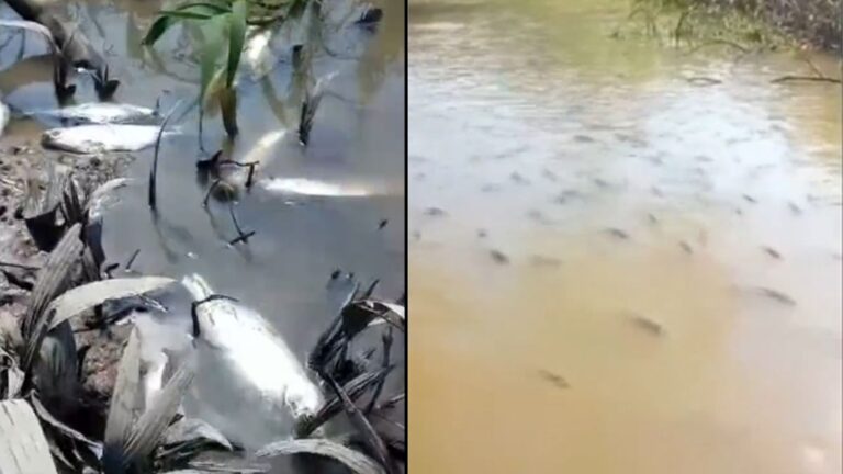 VÍDEO: Centenas de peixes surgem mortos em igarapé do AM